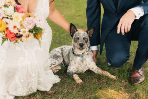 a dog sitting down between a bride and groom on their wedding day