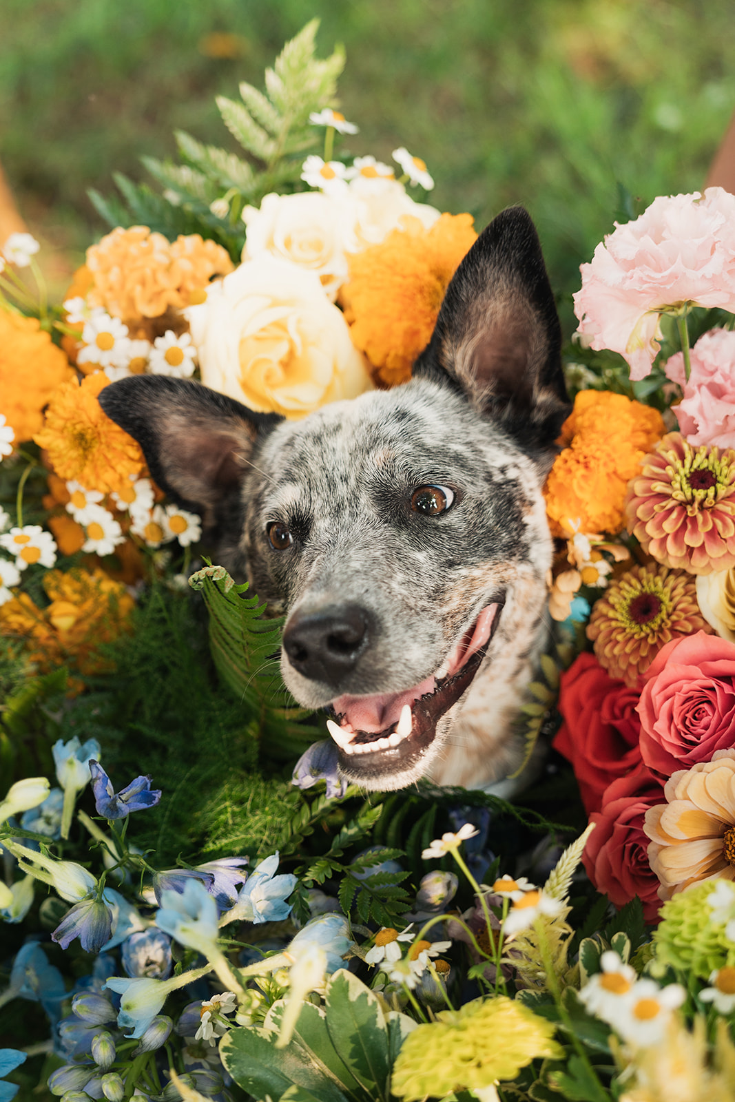 a dog surrounded by wedding florals