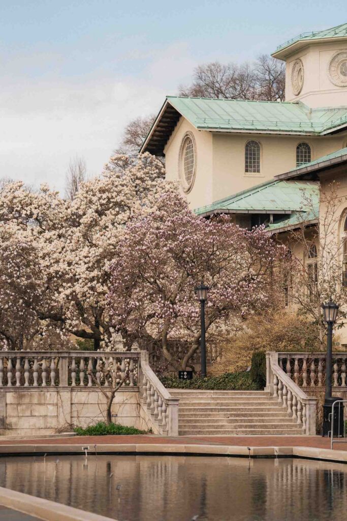 A proposal during cherry blossom season at Brooklyn Botanic Gardens.