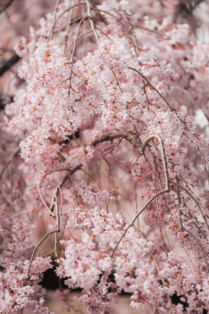 A proposal during cherry blossom season at Brooklyn Botanic Gardens.
