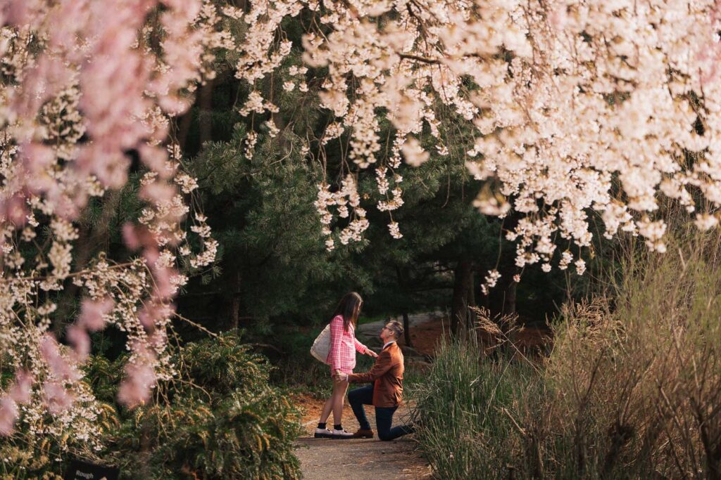 A proposal during cherry blossom season at Brooklyn Botanic Gardens.